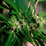Decriminaliztion-of-Marijuana