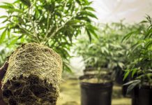 8 Odd Facts that you Should Know About Marijuana Marijuana Leafedin