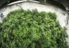 How Technology Plays a Role in Cannabis Production How-Technology-Cannabis-Production leafedout.com