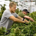 marijuana-jobs leafedout.com