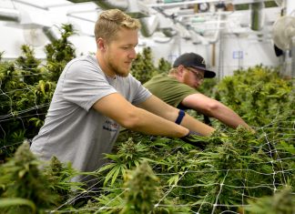 Cannabis Industry Offers Marijuana Jobs for Veterans marijuana-jobs leafedout.com