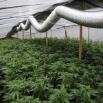 marijuana-technologies find weed leafedout.com