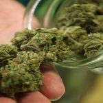 A-Guide-on-What-to-Look-for-When-Buying-Marijuana www.leafedout.com