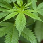 Top-Trends-Nowadays-in-Recreational-Marijuana