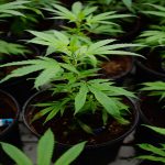 Expert-Thinks-Marijuana-Home-Grow-Rules-are-Nonsense