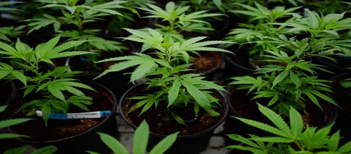 Expert-Thinks-Marijuana-Home-Grow-Rules-are-Nonsense