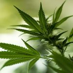 Marijuana-is-Legalized-in-More-Countries leafedout.com