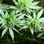 Leafedin marijuana Study