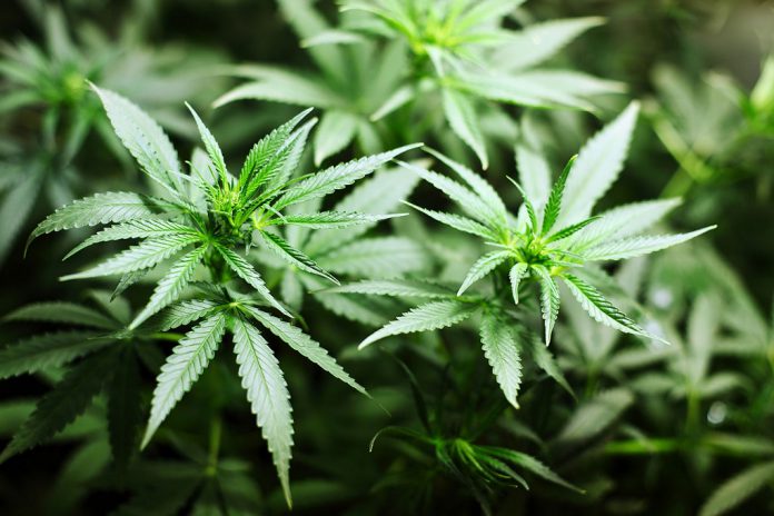 Leafedin marijuana Study