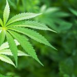 Emerging-Marijuana-Trends-2017-Leafedin.org-Cannabis-Analytics-Brief