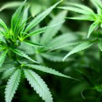 leafedout.com Sheriffs-Want-to-Boost-Marijuana-Tax-and-Use-Fund-for-Addiction-Treatment