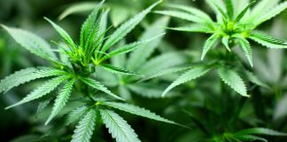 leafedout.com Sheriffs-Want-to-Boost-Marijuana-Tax-and-Use-Fund-for-Addiction-Treatment
