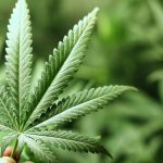First-Medical-Marijuana-Dispensary-Expected-To-Open-In-Metairie