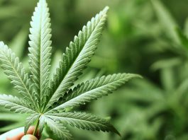 First-Medical-Marijuana-Dispensary-Expected-To-Open-In-Metairie