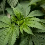 Medical-Benefits-of-Cannabinoids-on-All-Types-of-Patients leafedout.com