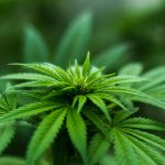 california marijuana privacy bill www.leafedout.com