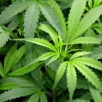 leafedout.com The-Reasons-Why-Weed-Is-Illegal-in-Some-States-of-the-United-States