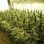 Quick Guide on How to Grow Marijuana