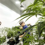 Cannabis Industry is Pushing for the Legalization of Marijuana