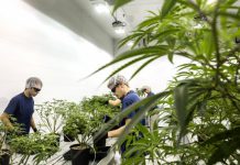 Cannabis Industry is Pushing for the Legalization of Marijuana Cannabis Industry is Pushing for the Legalization of Marijuana