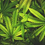 Marijuana Advocates Hold a “Religious Ceremony” for the Sacred Herb