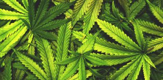 Marijuana Advocates Hold a “Religious Ceremony” for the Sacred Herb