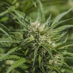 Pennsylvania Calls for Legalization of Recreational Marijuana