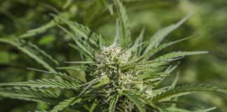 Pennsylvania Calls for Legalization of Recreational Marijuana