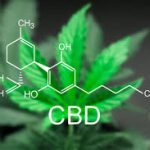 Hemp CBD Flower Berkshire