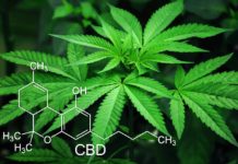 How CBD is Extracted from Marijuana How CBD is Extracted from Marijuana LeafedOut