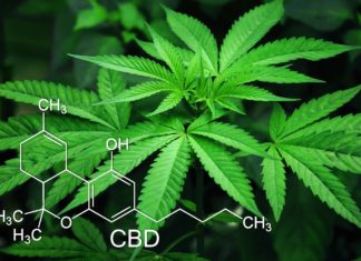 How CBD is Extracted from Marijuana How CBD is Extracted from Marijuana LeafedOut
