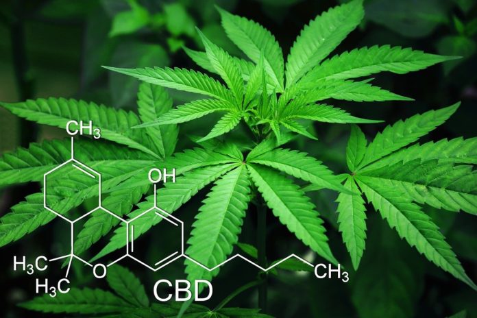 How CBD is Extracted from Marijuana LeafedOut